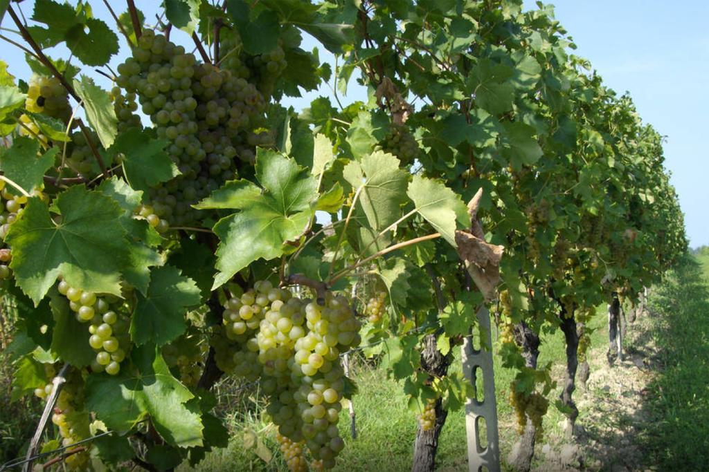 Cascina Tabachera X10 Country House Sirmione Garda Lake Поцоленго Екстериор снимка